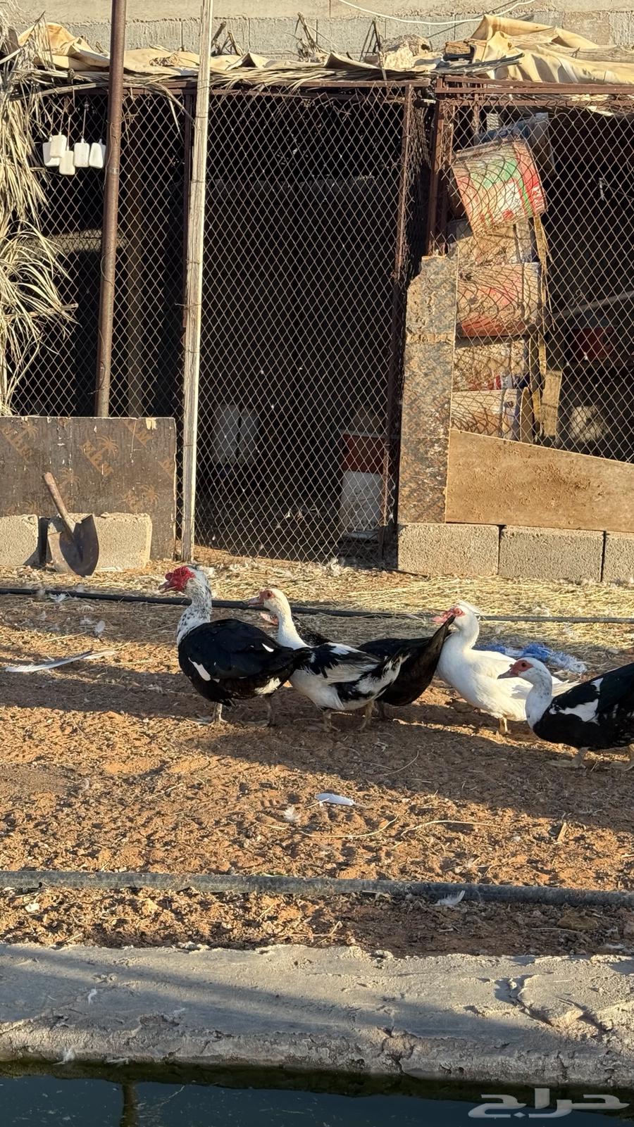 للبيع بط مصري منتج64662674764033112