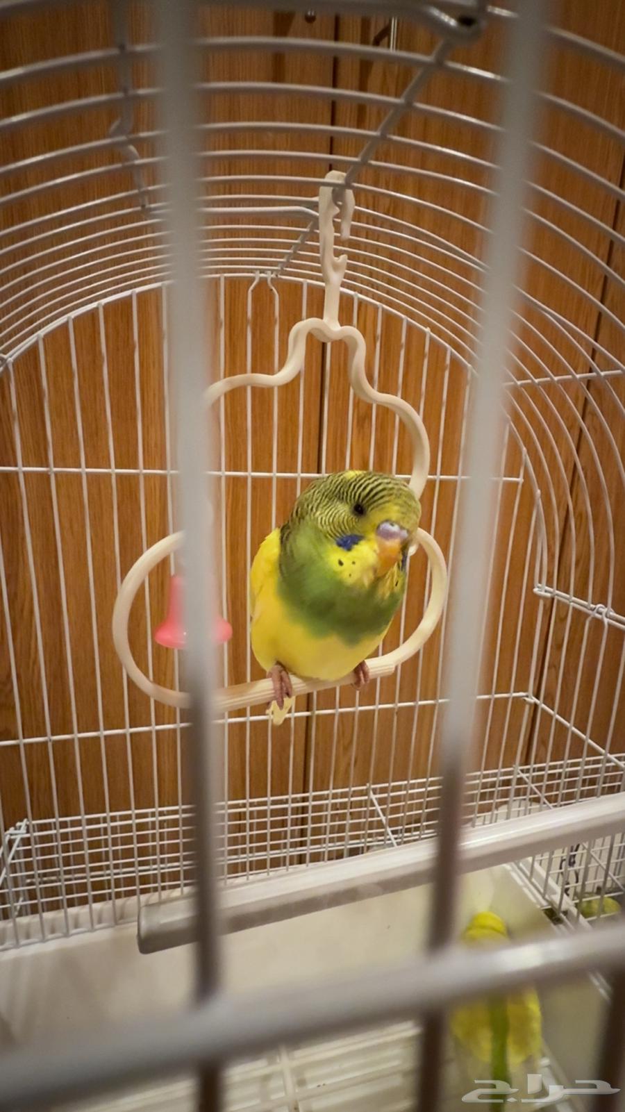 Lovebird Pair for Sale, Unique Colors64527460296449110