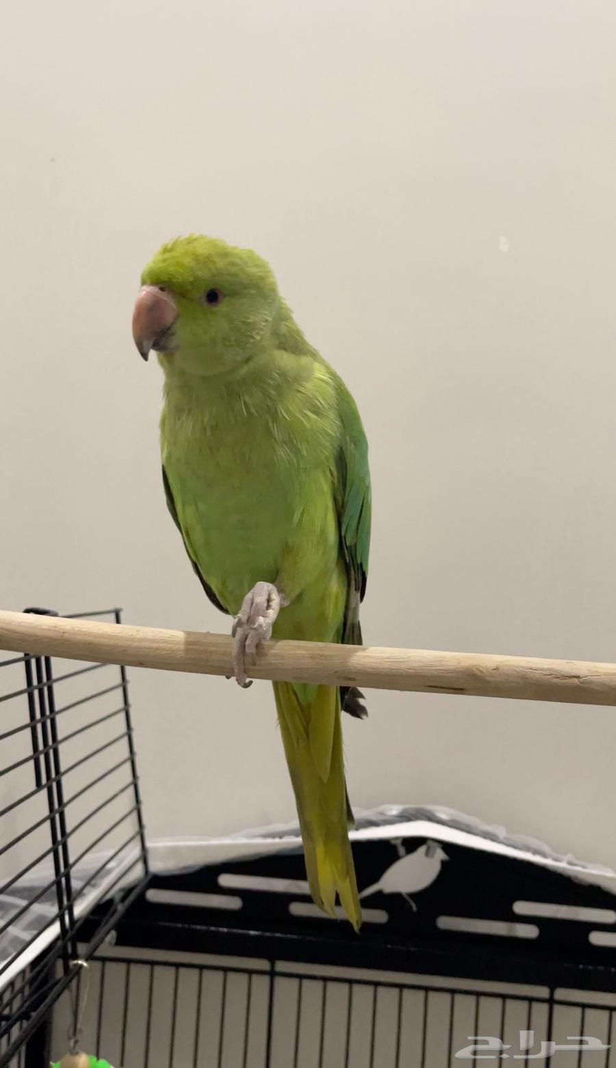 للبيع درة هندي64658907066626113