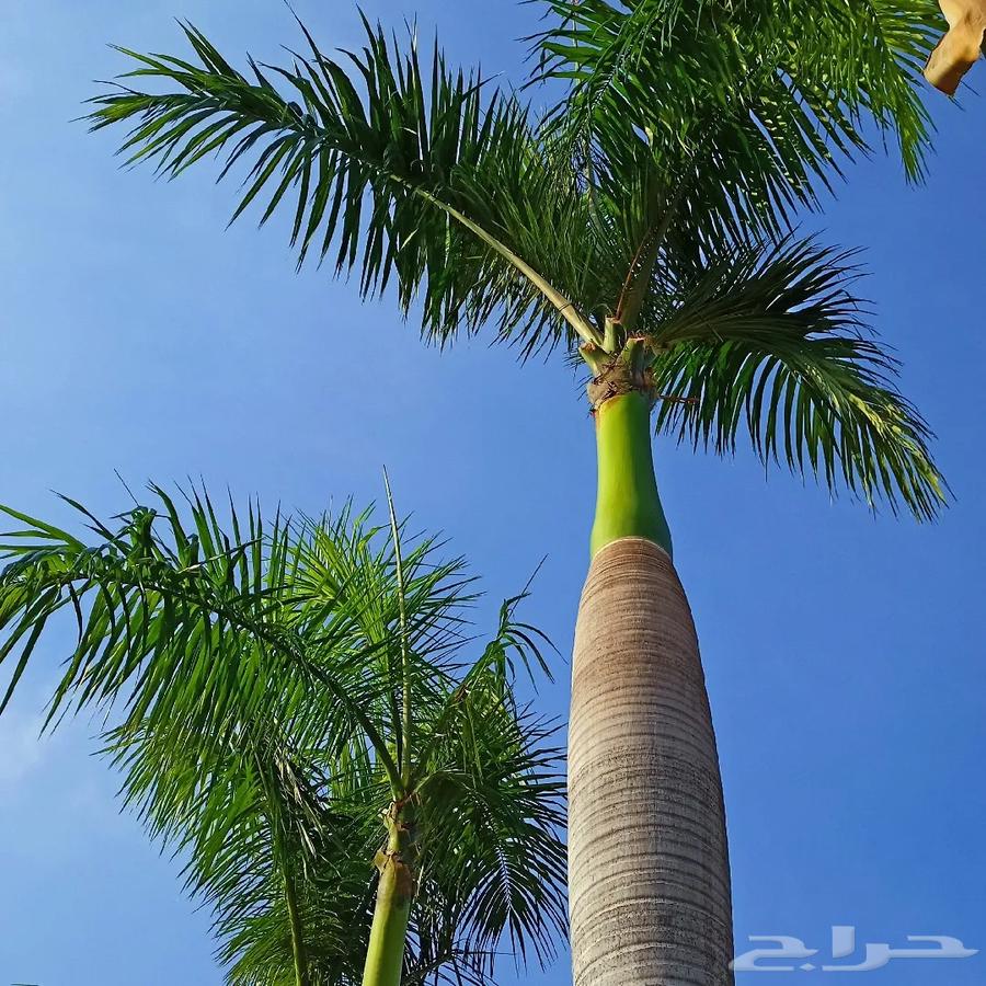 نخل للبيع64623479140226112