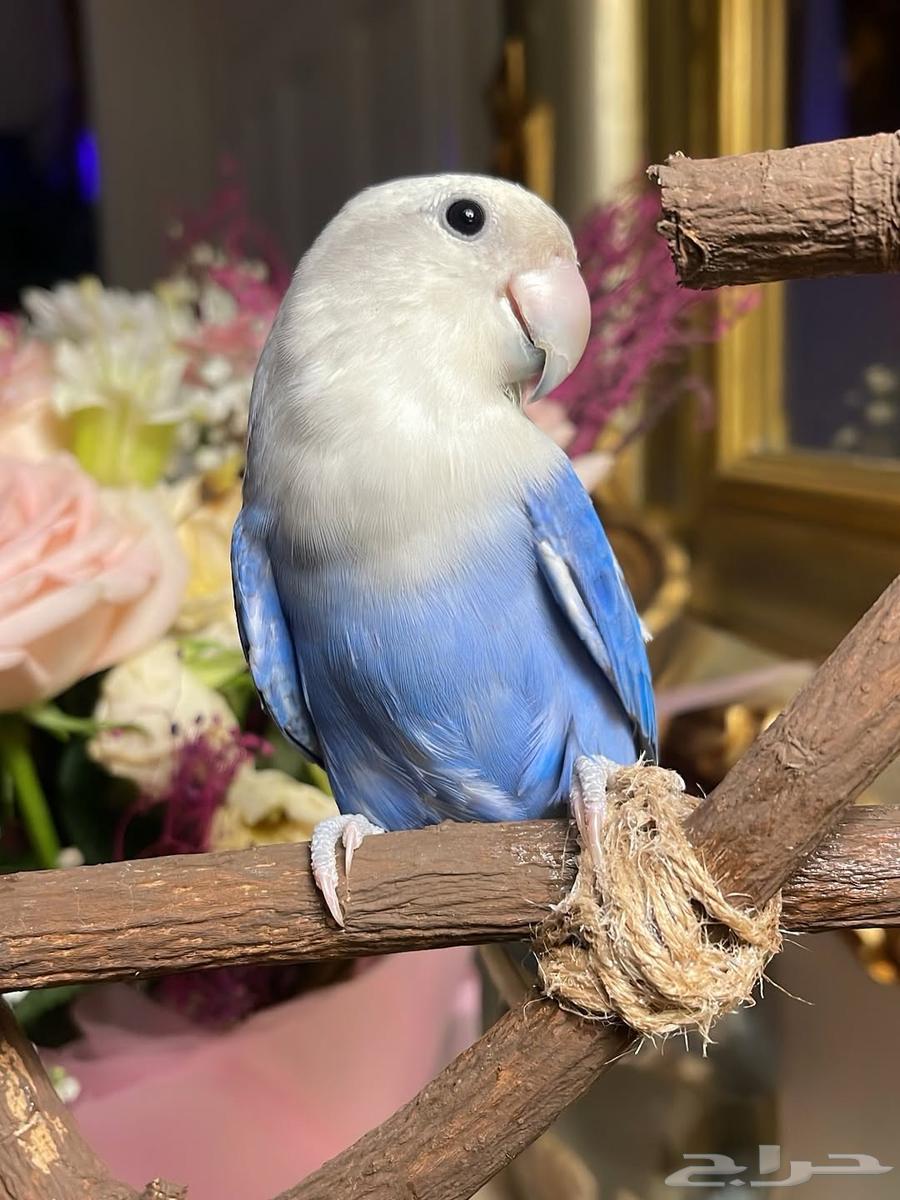 للبيع ببغاء الروز الأليف64663550083843111