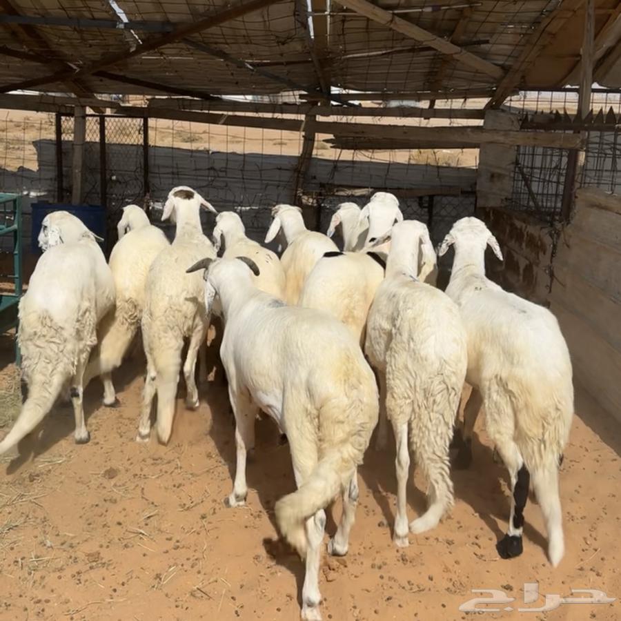 خرفان سواكن مرابي ( تم البيع )64663030462209110