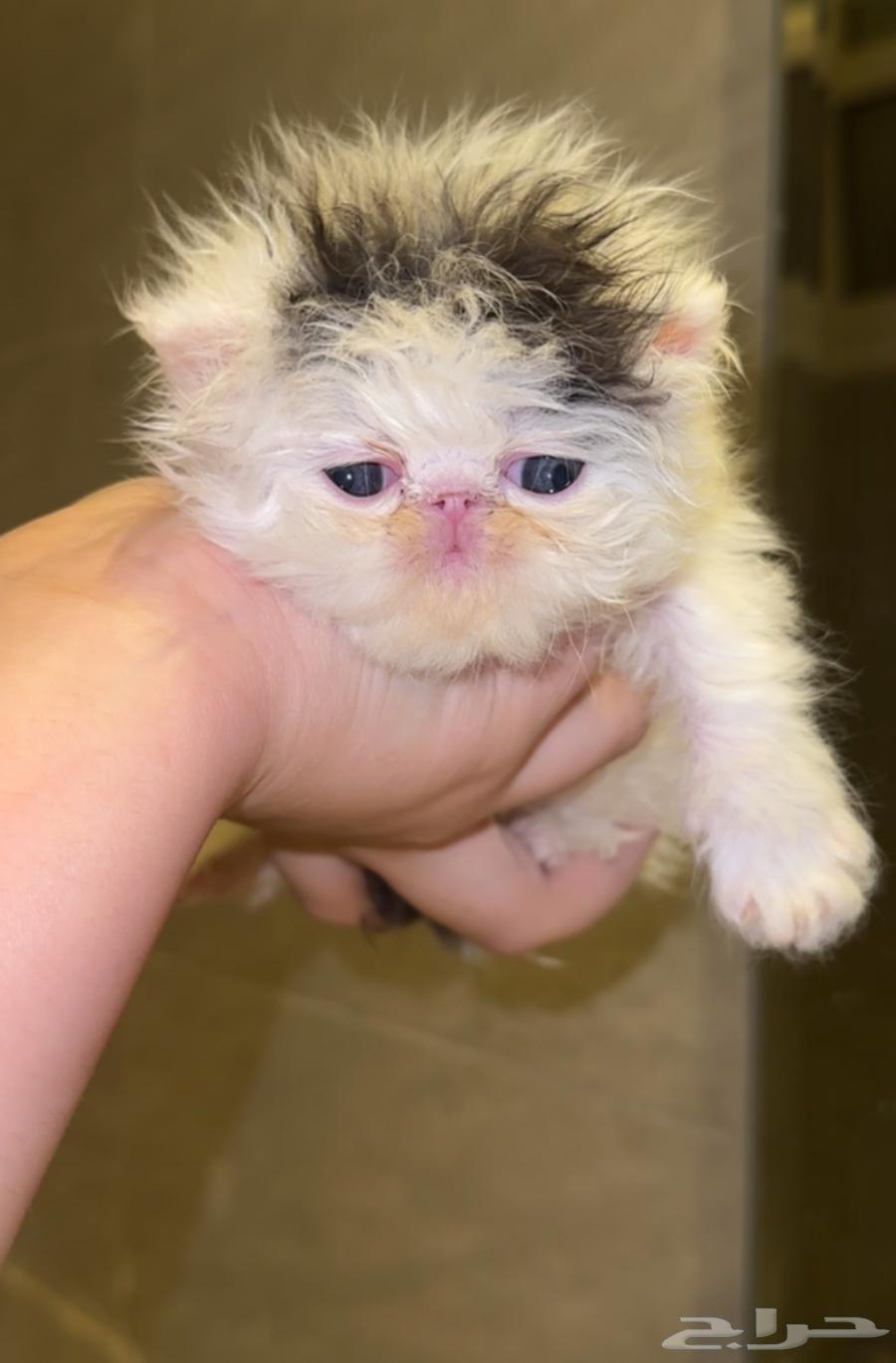 Reserved64606148471938111