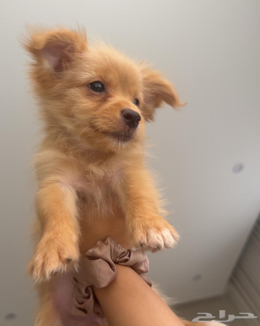 جرو مالتيبو عمره شهرين64615115793283111