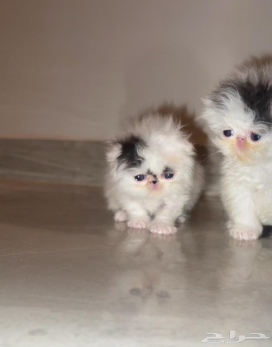 Reserved64593485019395112