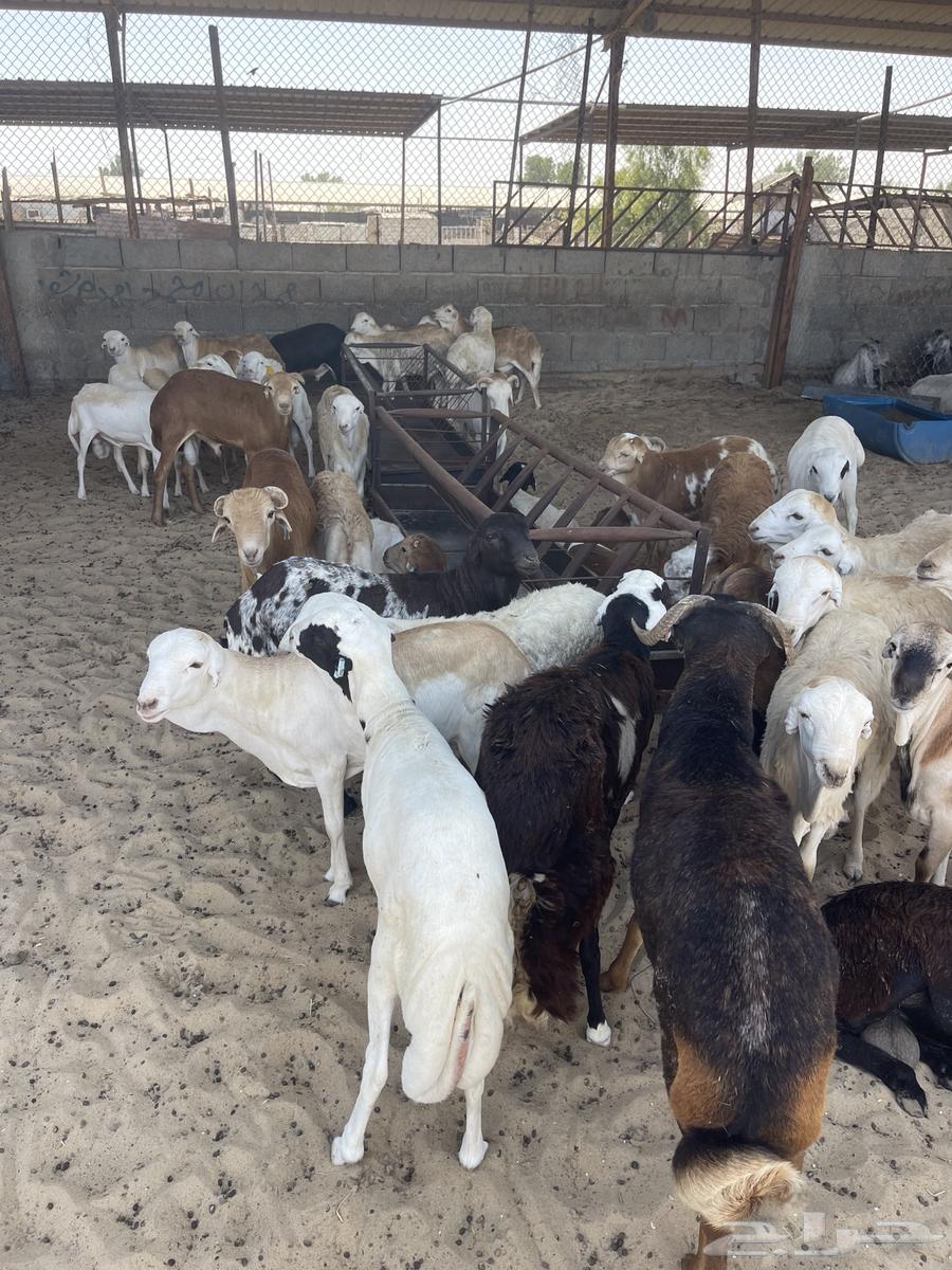 Premium Sheep Slaughter Services in Al-Dammam and Al-Khobar64659191854978113