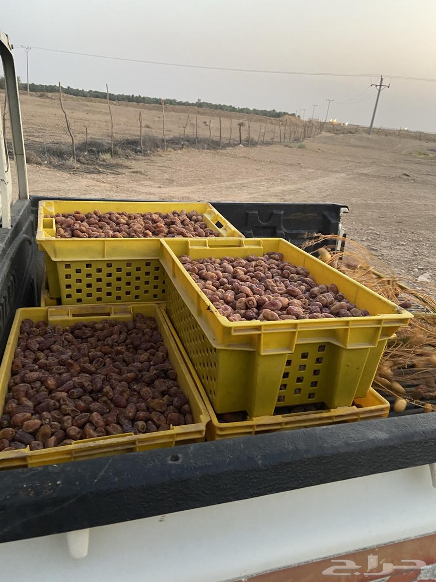 تمر خلاص اخلاص للبيع بسعر 65 للصندوق64618476767618112