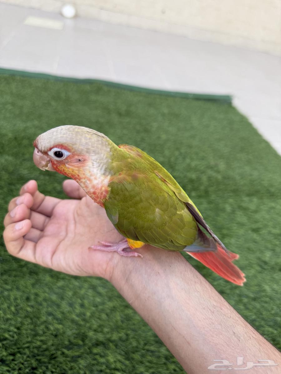 كنيور اناناس64598179023617113