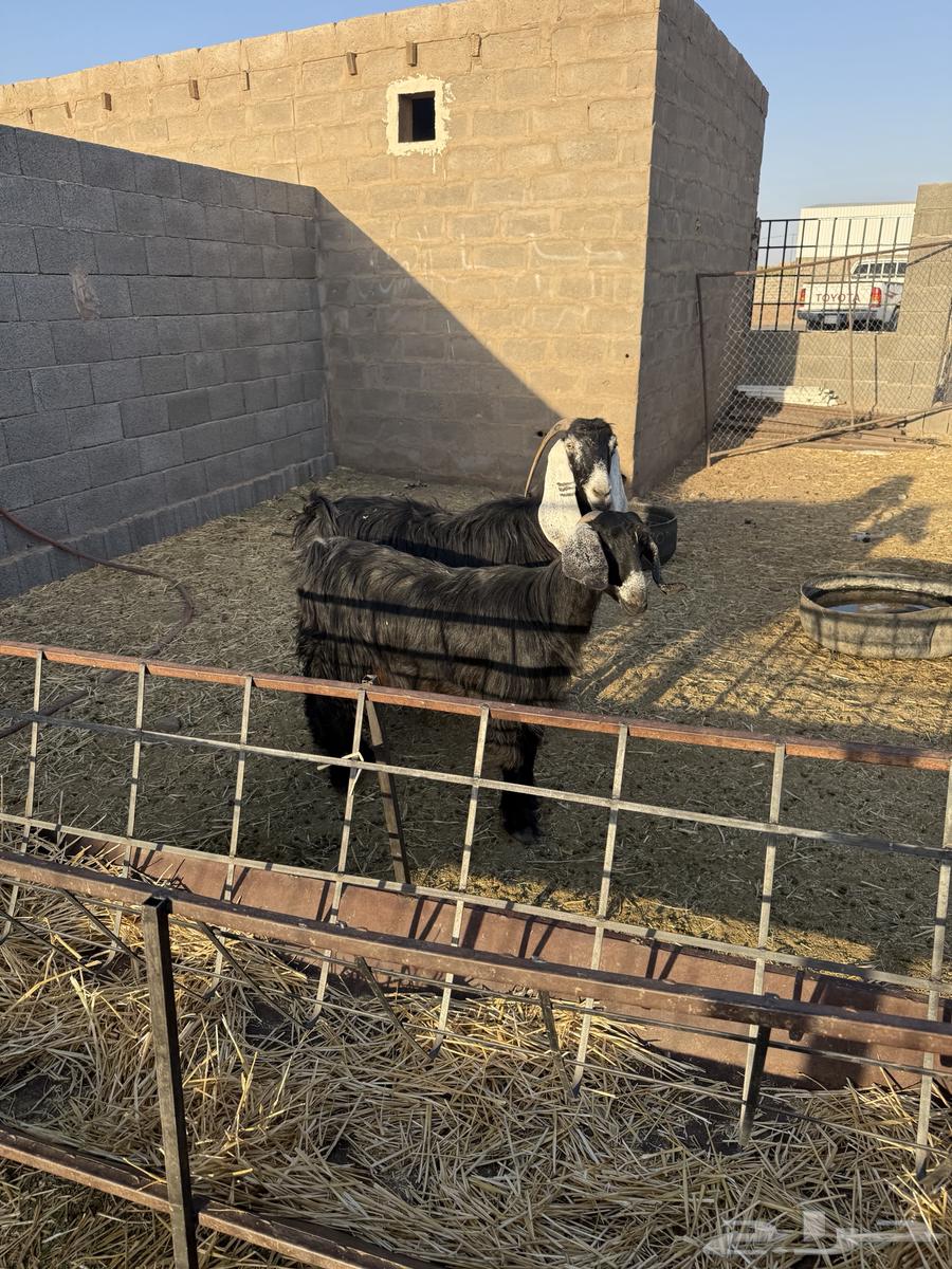 For Sale: Goats and Sheep for Breeding64662700524547110