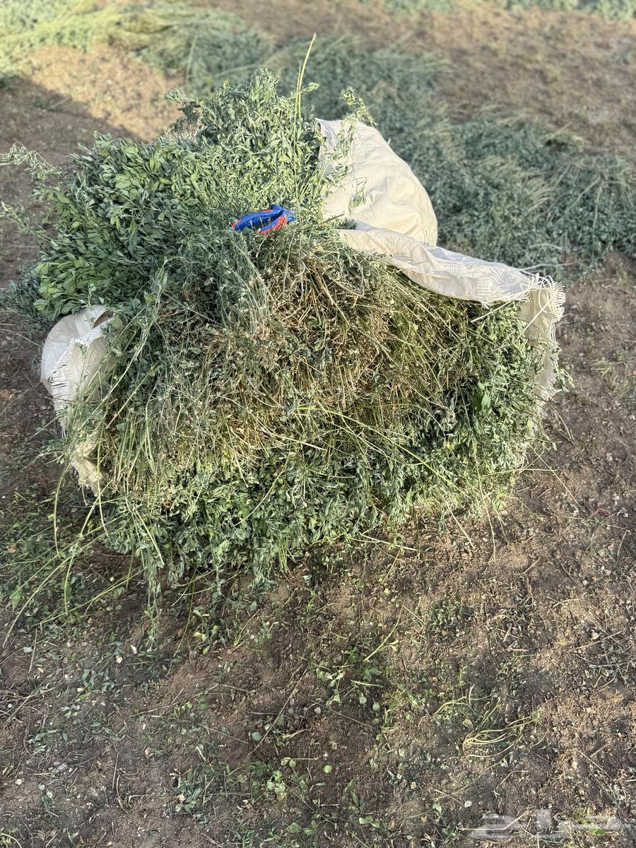 برسيم نظيف وسعر مغري64660516852097112