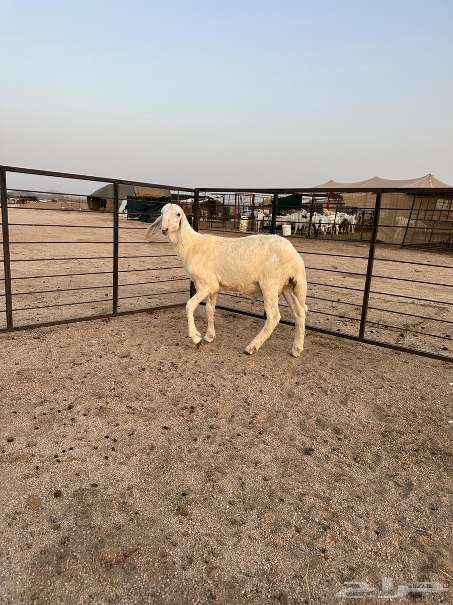 مشاريع فحول سواكني أبيض إنتاج محلي تيلاد السعودية64659578298370112