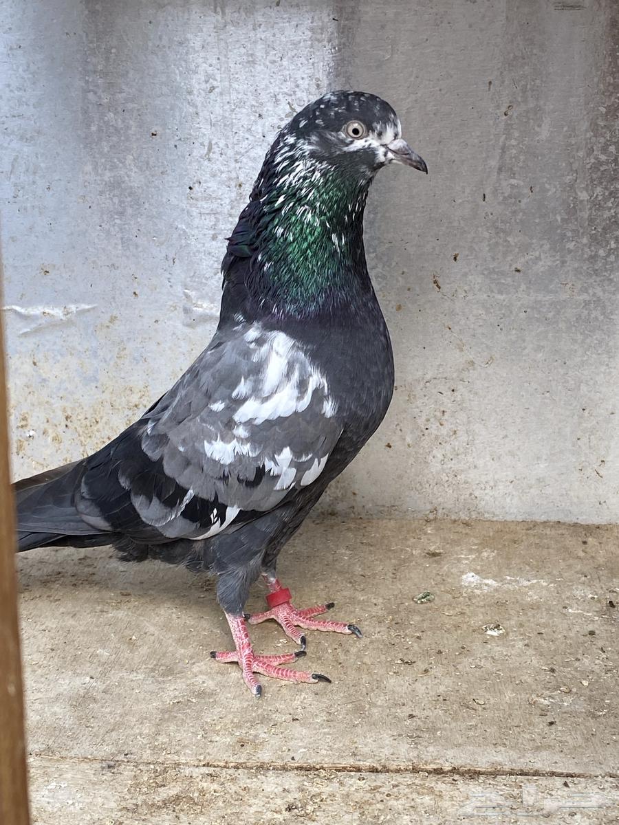 حمام باكستاني جوز تيدي شينا64457942962947112