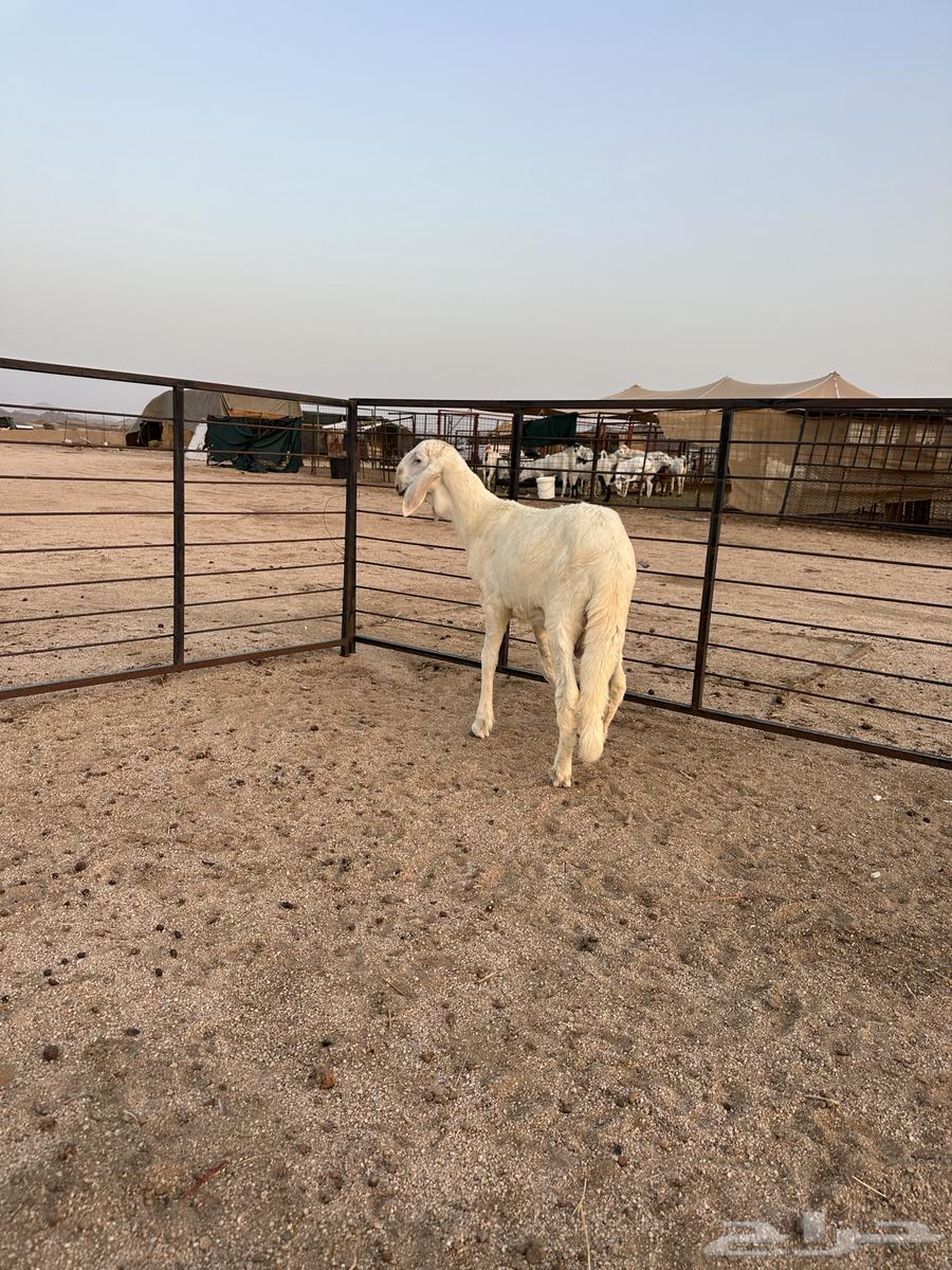 مشاريع فحول سواكني أبيض إنتاج محلي تيلاد السعودية64659578298370111