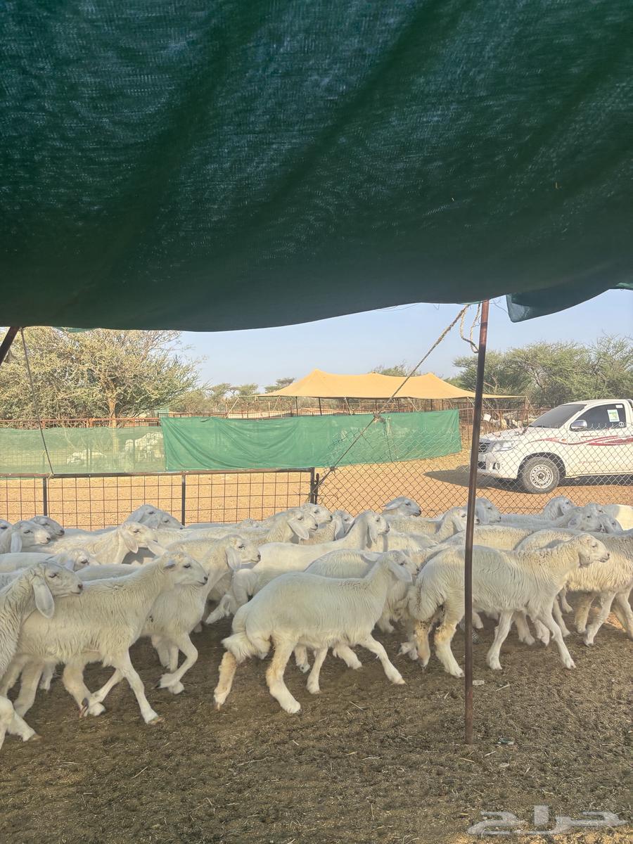 رخال منوة القناي64658597509889113