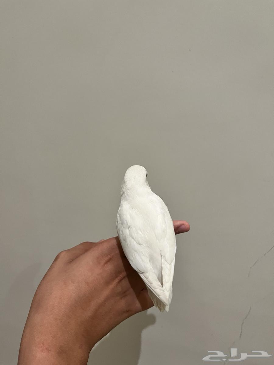 Bino Rose Bird Threatens Internally and Externally64659852507010110