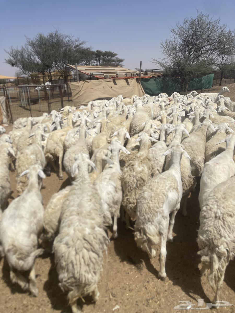 Sheep for Sale64661647308802113