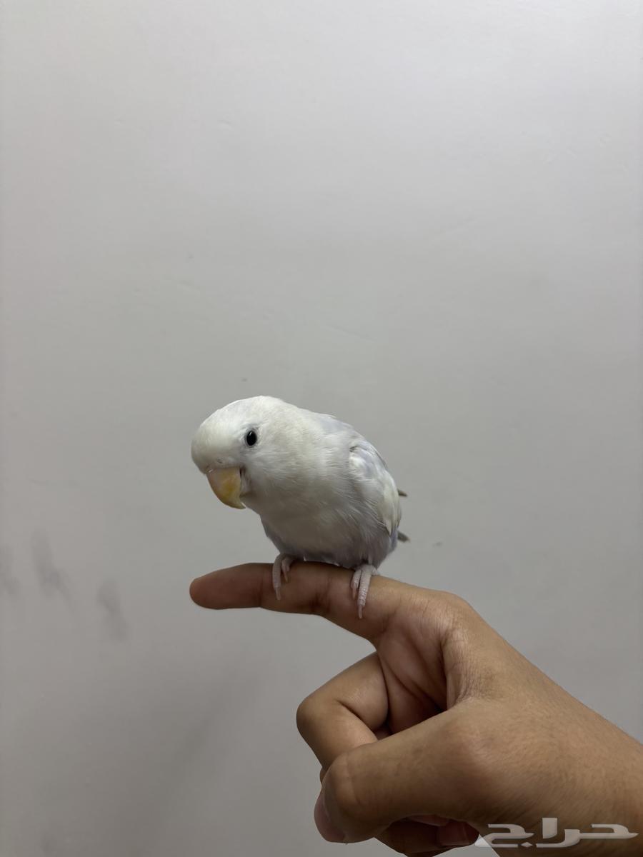 روز اليف تم البيع64665913739523111