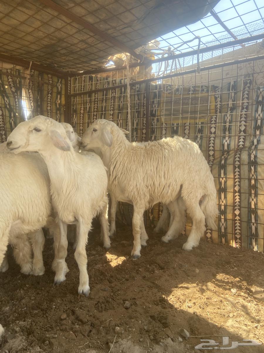 ذبيحه فاخره64664181836803114