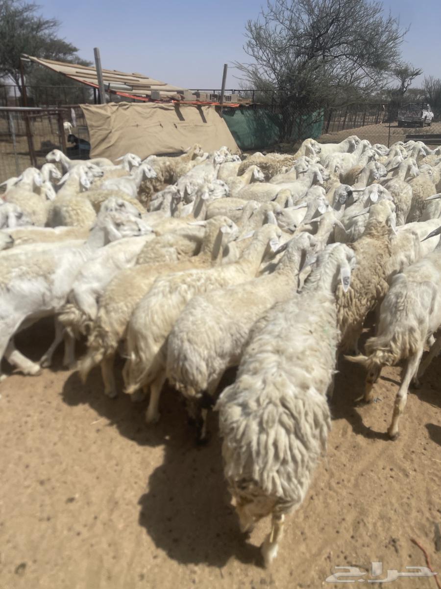 Sheep for Sale64661647308802111