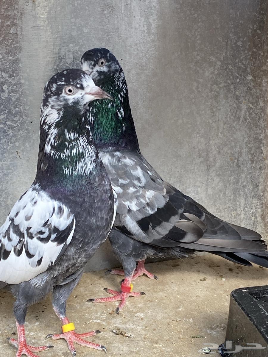 حمام باكستاني جوز تيدي شينا64457942962947111