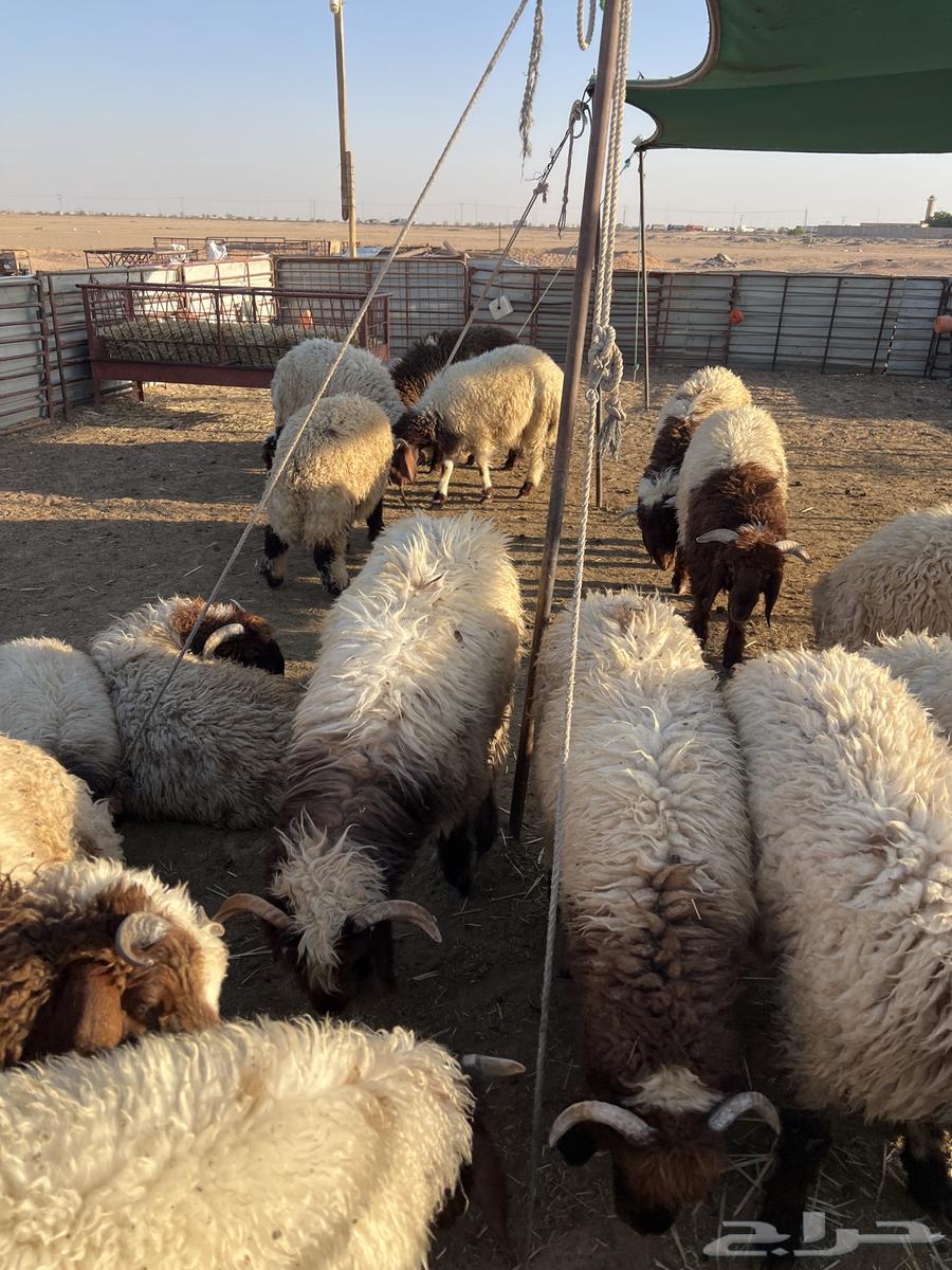 Abdullah's Slaughterhouse - Cleanliness Condition and Golden Guarantee on Meat Quality64166818568323113