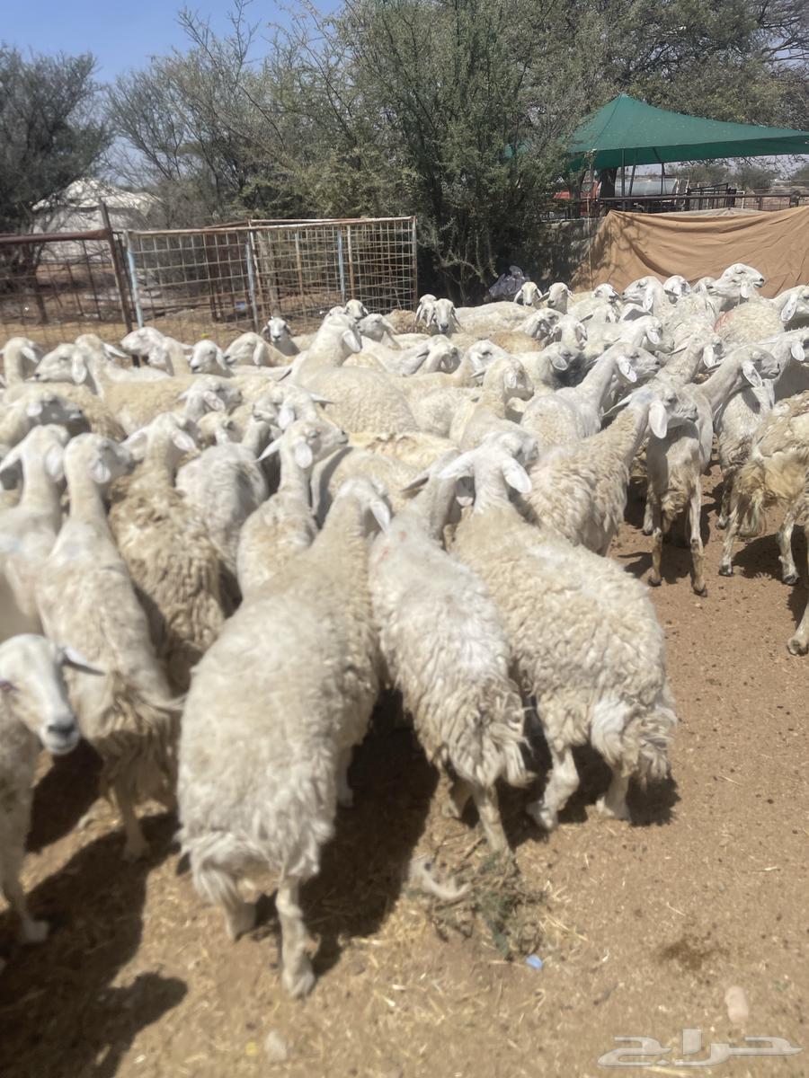 Sheep for Sale64661647308802114