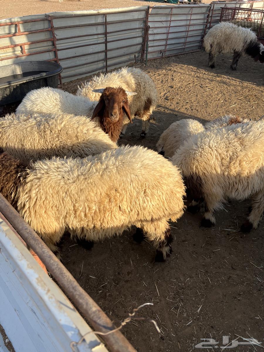 Abdullah's Slaughterhouse - Cleanliness Condition and Golden Guarantee on Meat Quality64166818568323111