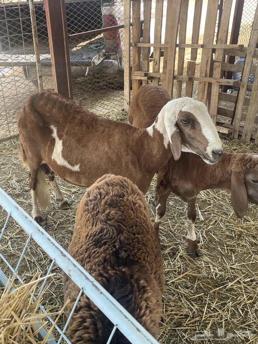 شاه سواكنيه خلفه ورخل سواكنيه64659702319233112