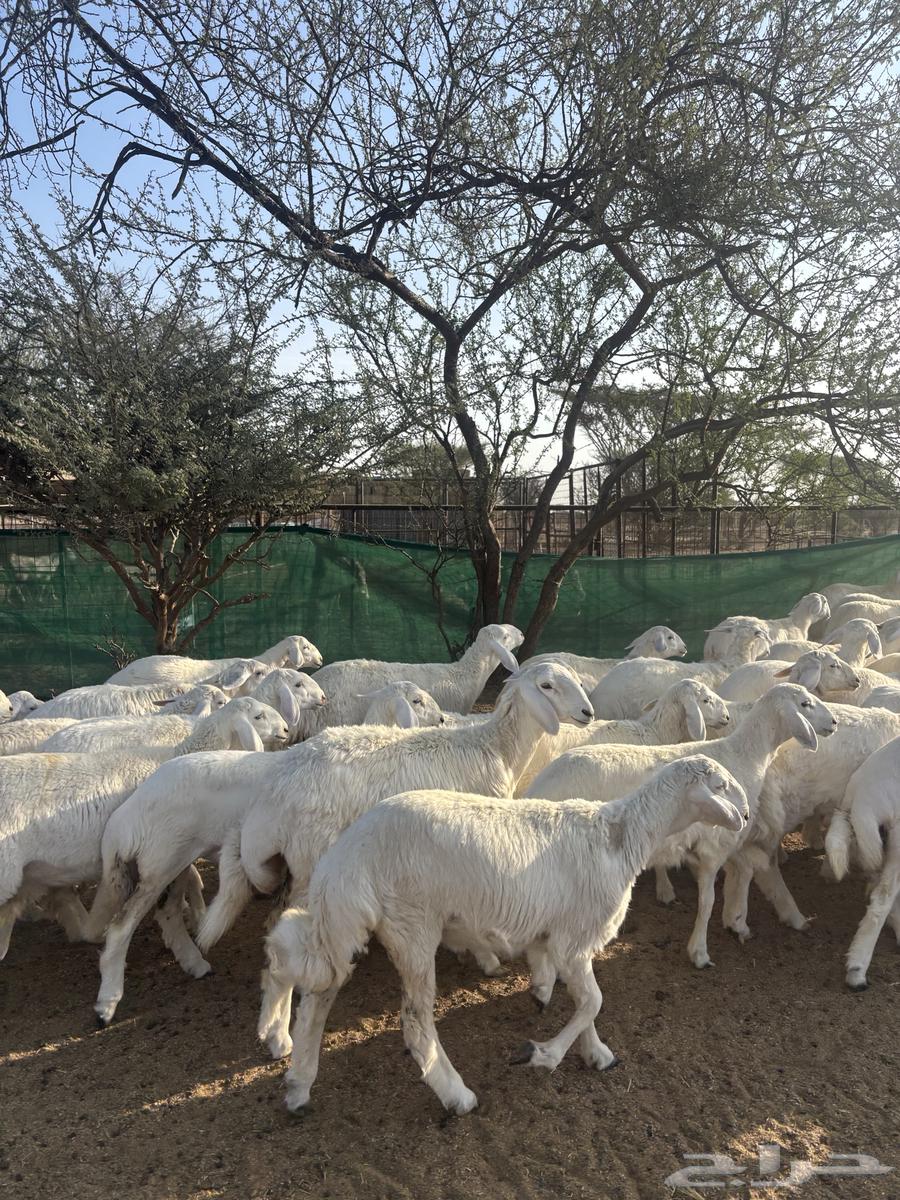 رخال منوة القناي64658597509889110