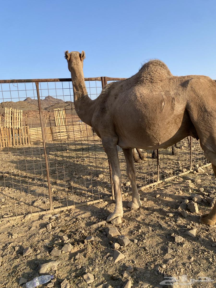 لقحات ثنتين حمر طيبات وحده ملاقي الحد من5600تمم البيع64660807300994112