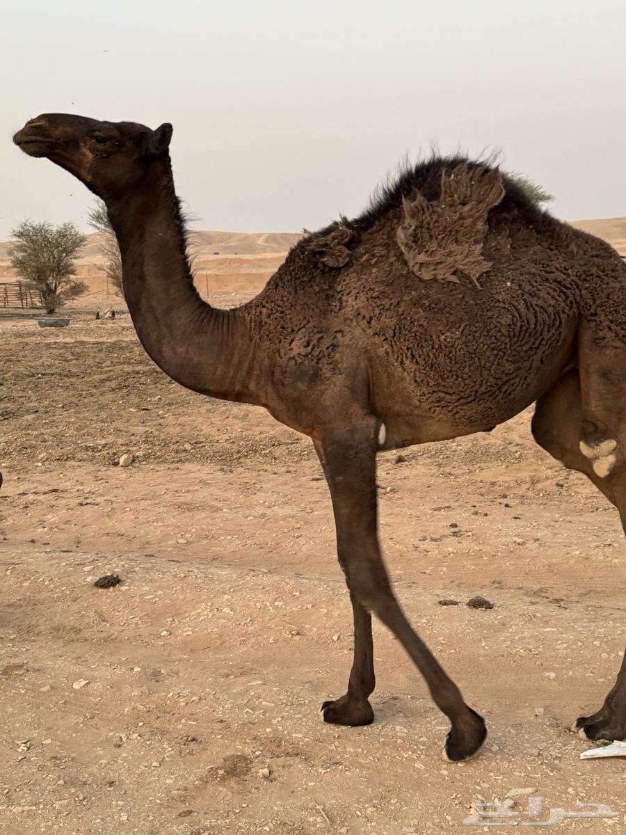 للبيع بكره عمرها 9 شهور64663941219075114