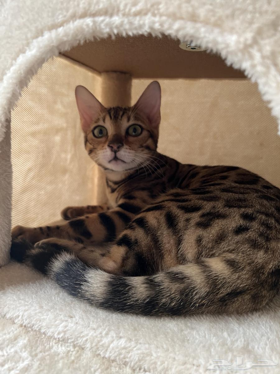 للبيع قطة بنغالية (أنثى) في المدينة المنورة64665596477953111