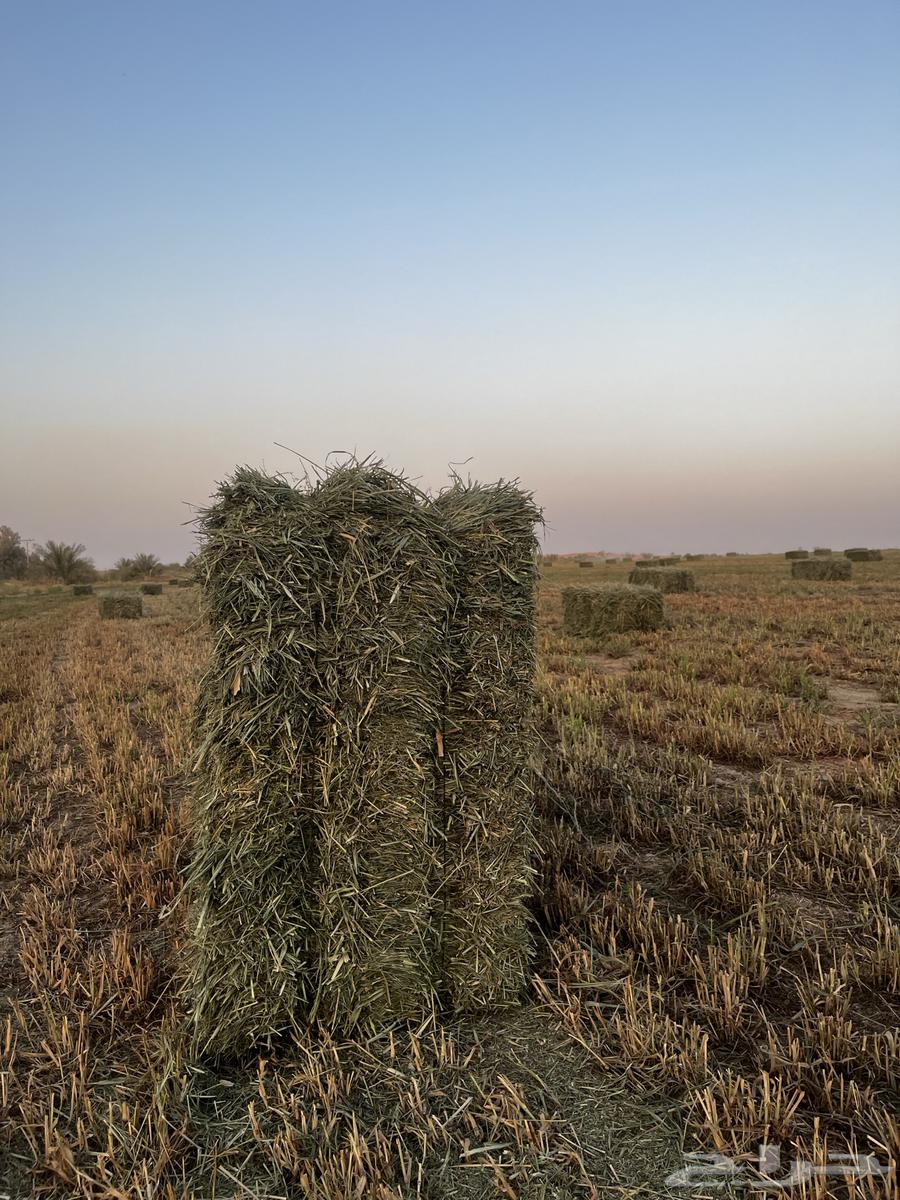 اعلاف بلوبنك جديد64467101862147112