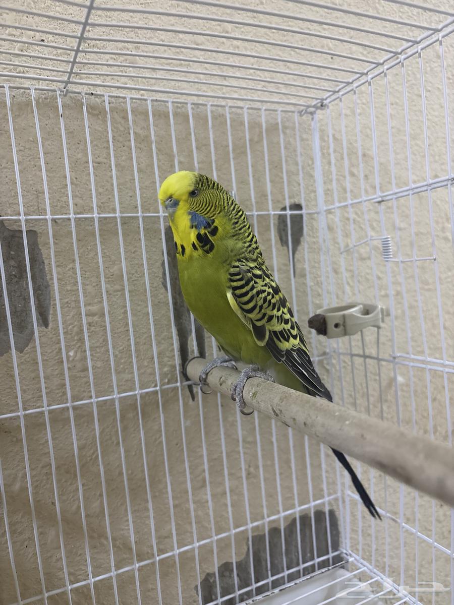 بادجي (طيور الحب ) انقليزي64664724949763111