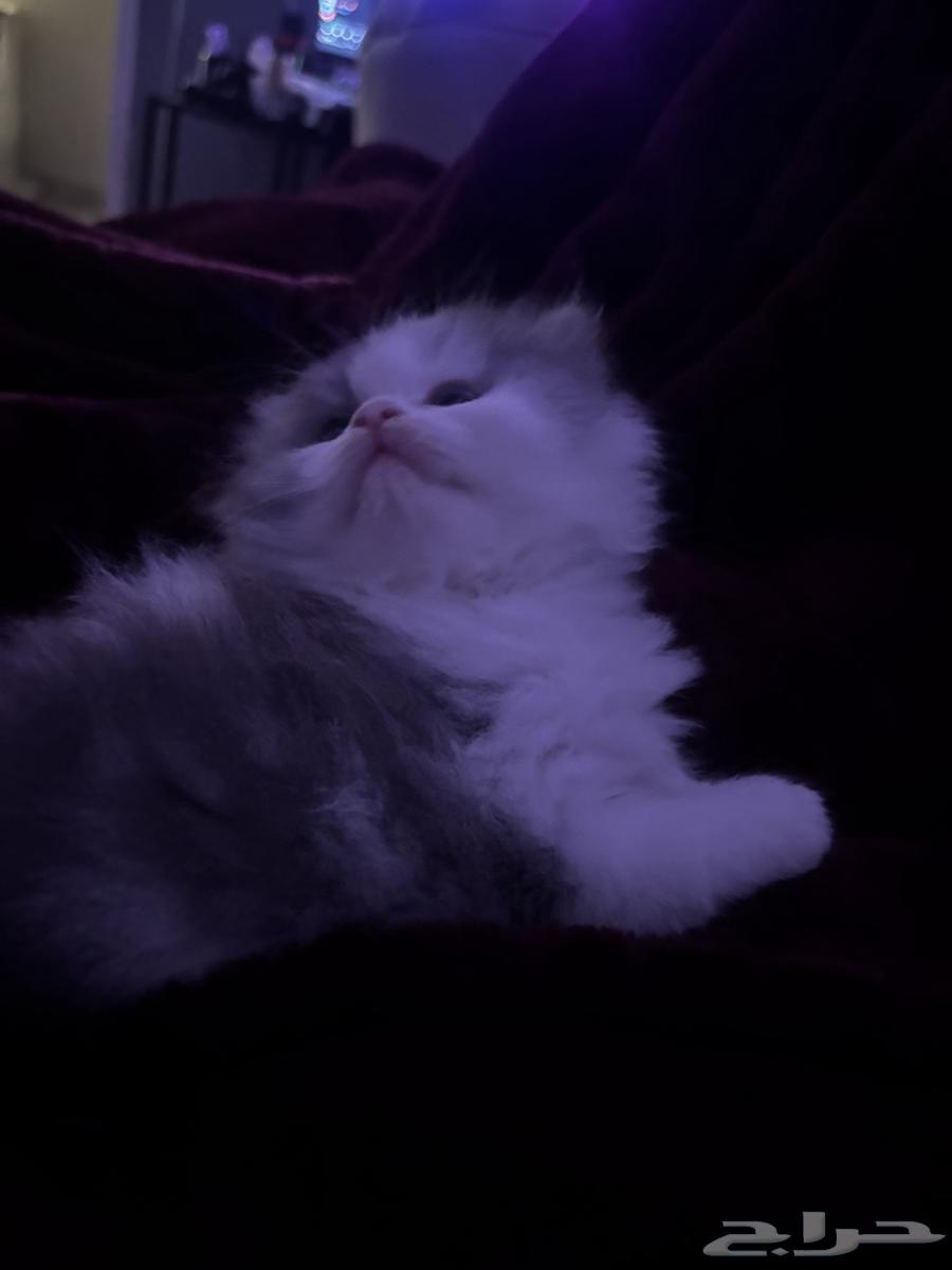 قط للبيع64657536662017110