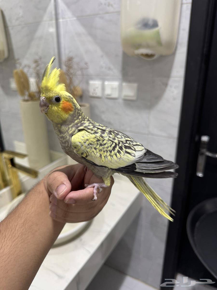 كروان فراشه اليف حمامه للبيع64657597734017112