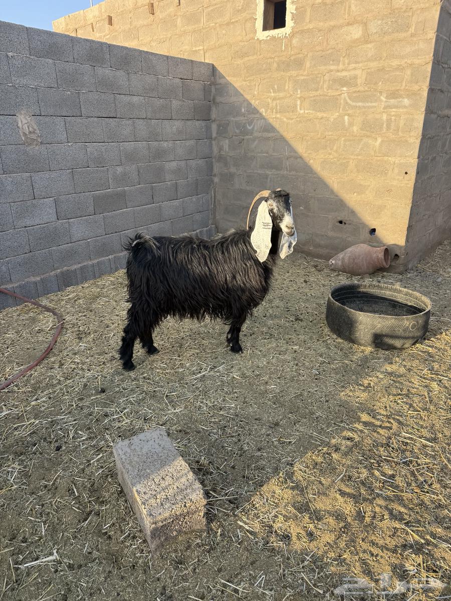 For Sale: Goats and Sheep for Breeding64662700524547111
