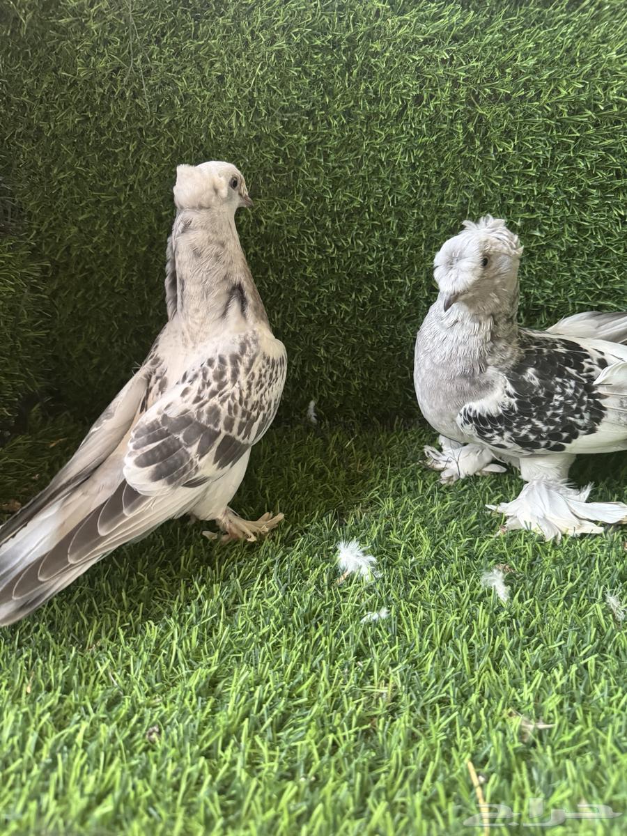 طبات ثلجي دبل كرست64665710367489113