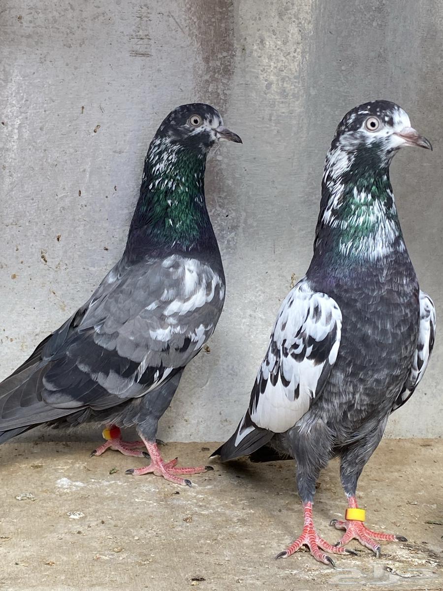 حمام باكستاني جوز تيدي شينا64457942962947110