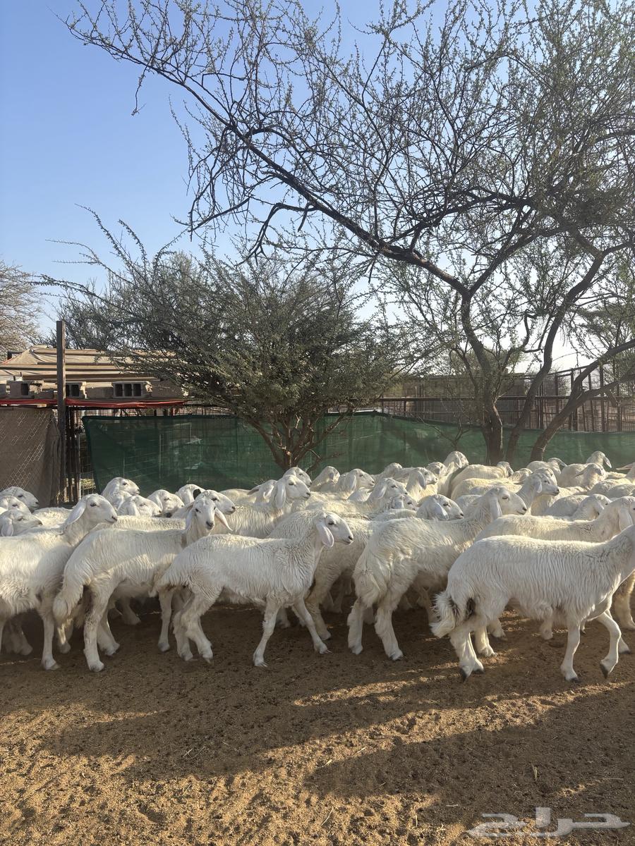 رخال منوة القناي64658597509889111