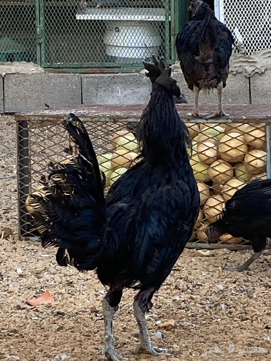 ديك اندنوسي64658228086403111