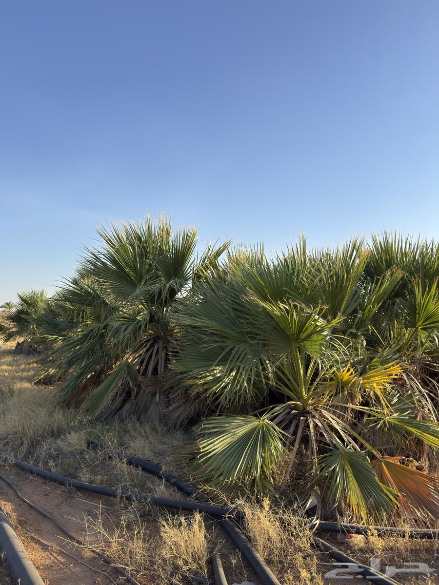 نخل امريكي للزينه صغير وكبير64663209388162114