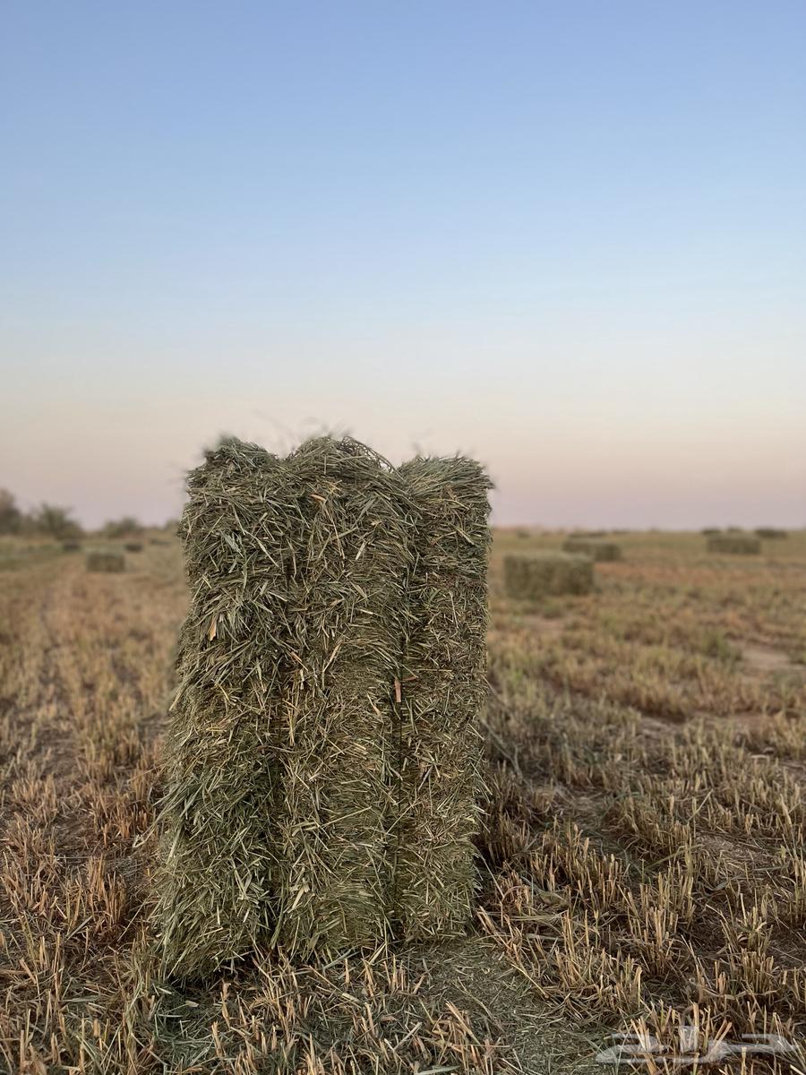 اعلاف بلوبنك جديد64467101862147113