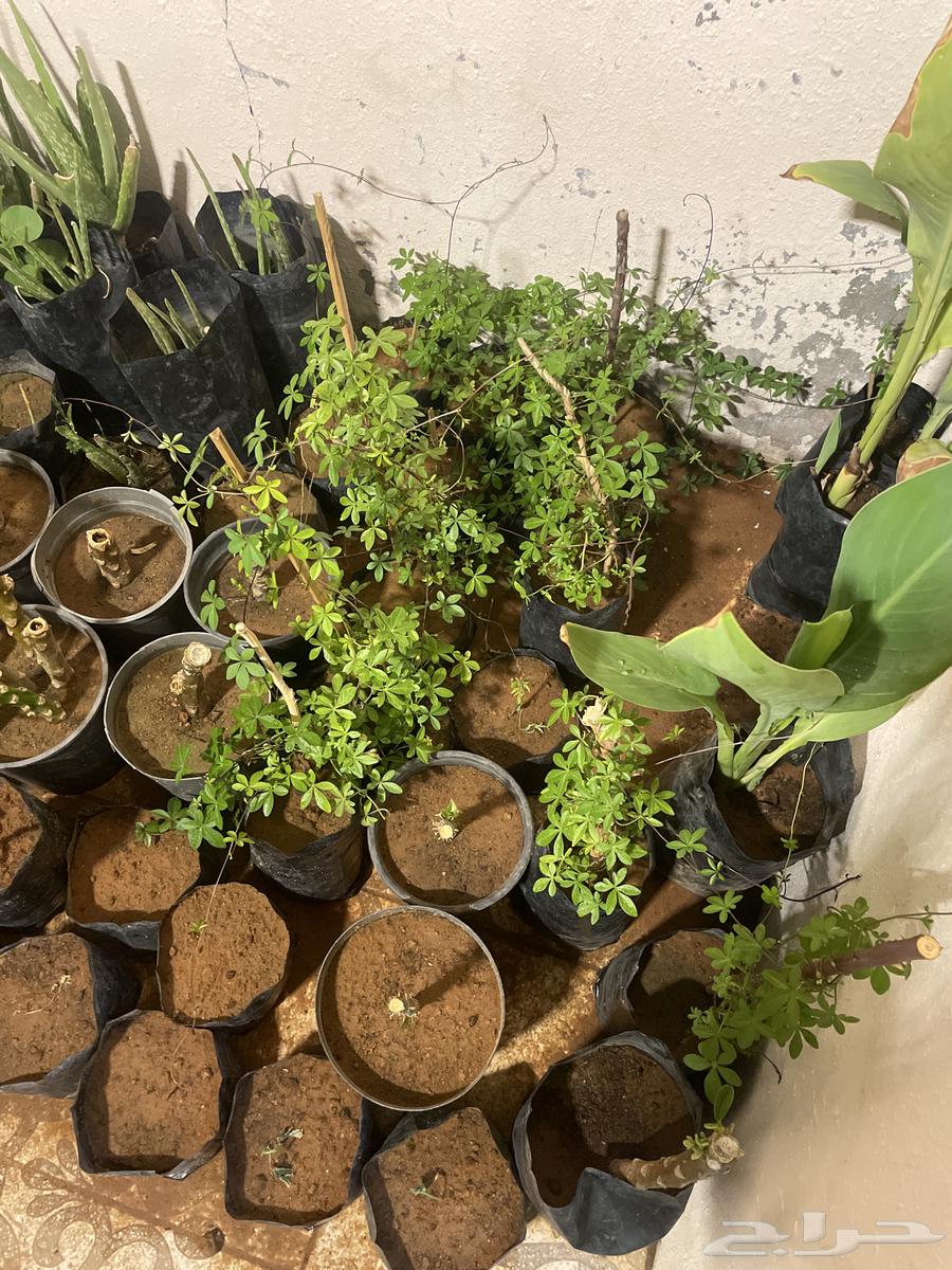 اعلان اييي شتله من المعروضات ب 3 ريال ونص يابلاش الحققق64656823198595110