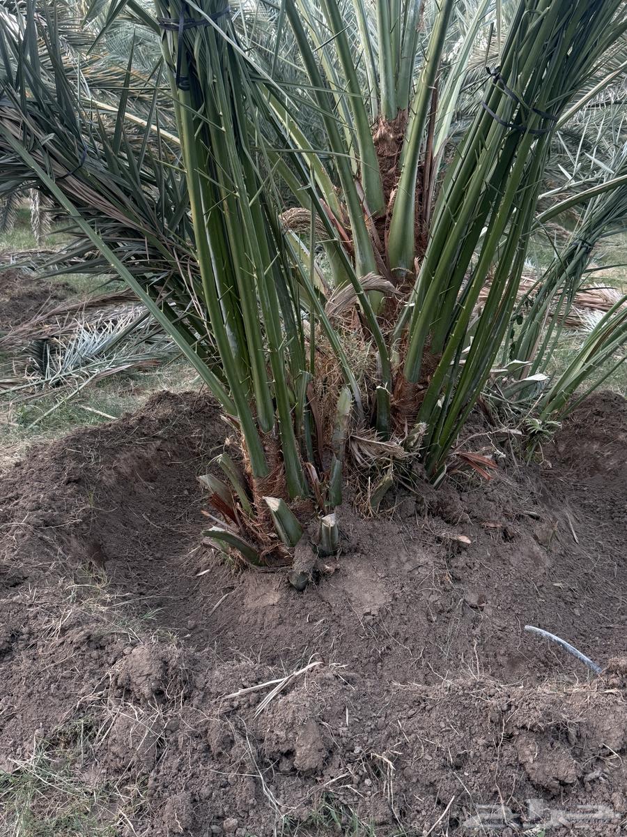 فسايل او صنيه عجوا فاخره64664637361665114