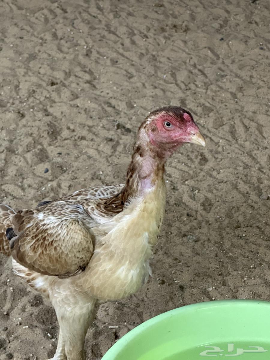 دجاجتين شامو ياباني شرط تحضين وبيض64664915670658111
