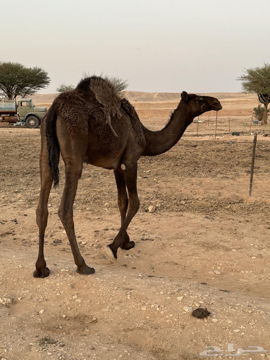 للبيع بكره عمرها 9 شهور64663941219075112