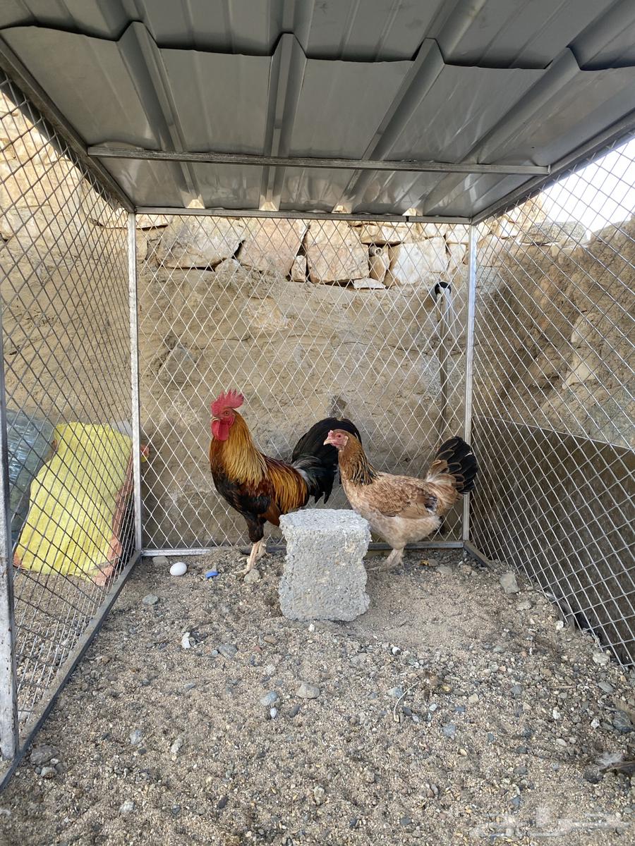 دجاج عربي اصيل64661890898819112