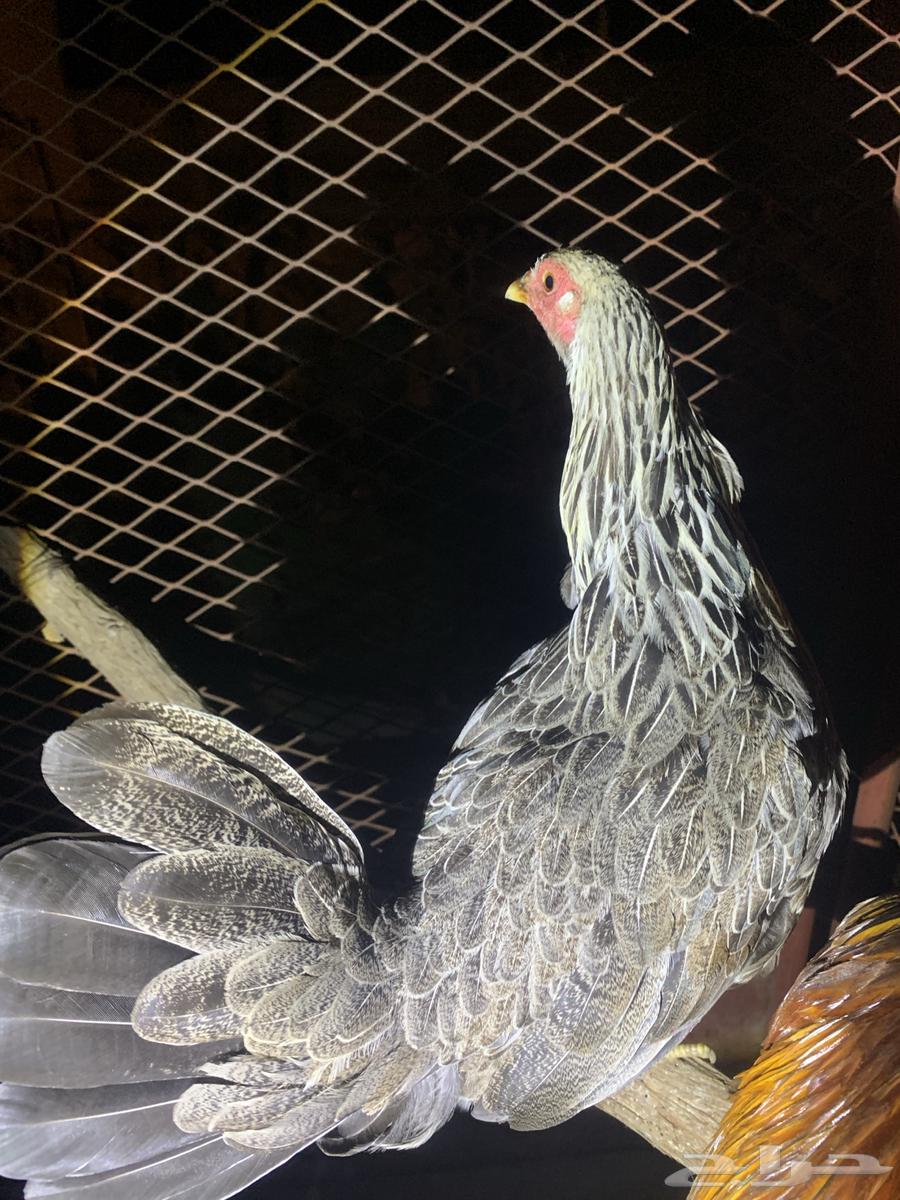 دجاجه بلدي حضان64664573953922110