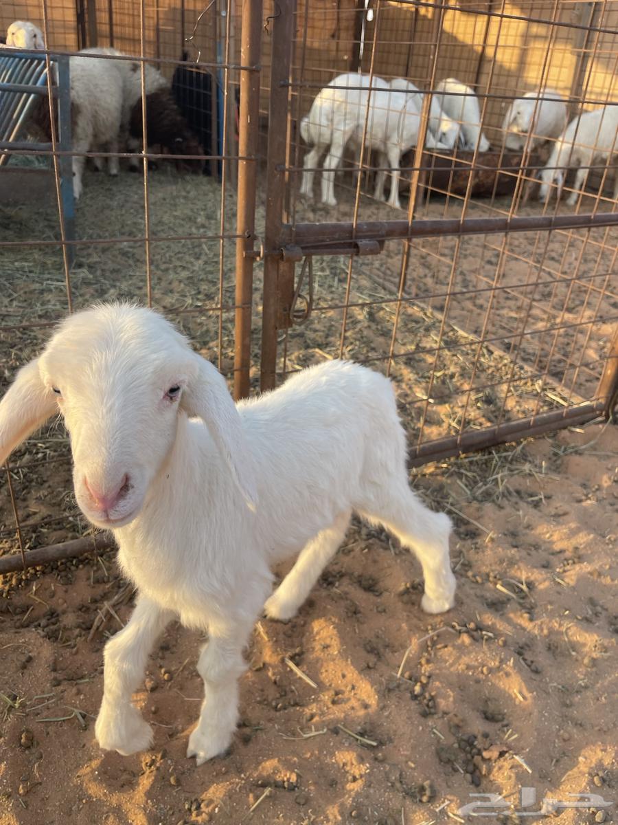 Daghor Hari: The Sale Is Completed, May God Bless It64660656182785110